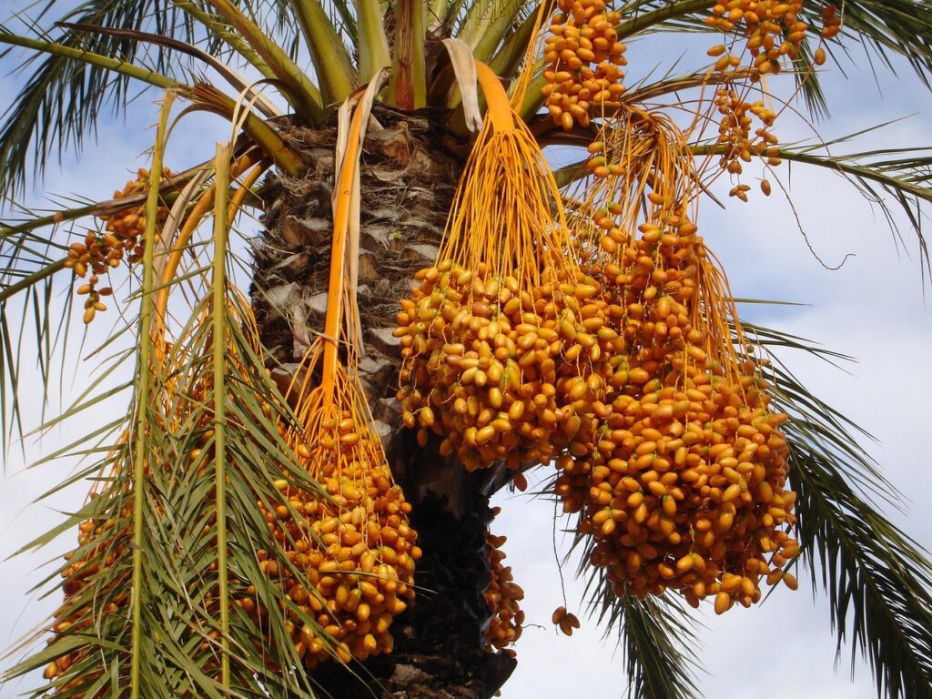 date palm, palm tree, nature, dates, phoenix dactylifera, fruit, seeds, plant, exotic