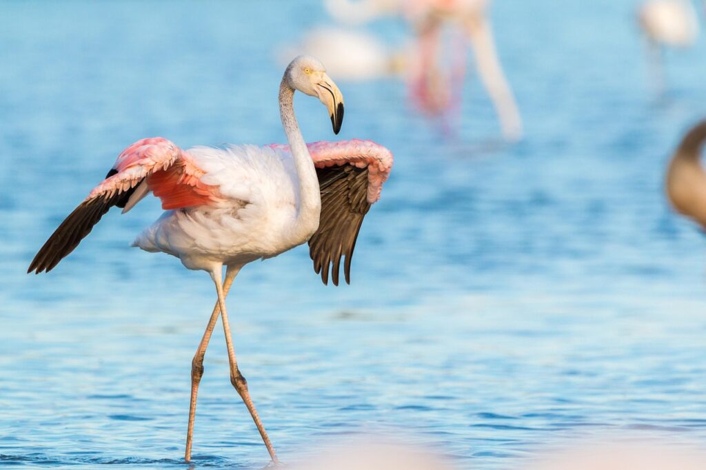 flamingo, flamingos, france, wild, pink, water bird, nature, exotic, animal, tropical, close up, bird, feathers, creature, observation, exotic bird, flamingo, flamingo, flamingo, flamingo, flamingo