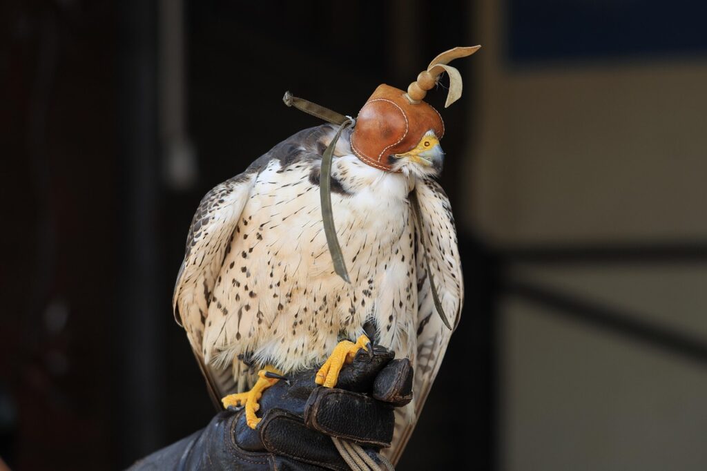 peregrine falcon, falcon, falconry, raptor, carnivores, birds of prey, beak, sitting, blindfold, falcon, blindfold, blindfold, blindfold, blindfold, blindfold