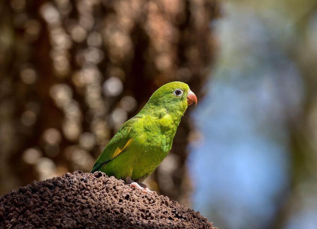bird, parakeet, parrot, brotogeris jugularis, tovisittich, nature, green, newworld parrot, central america, south america