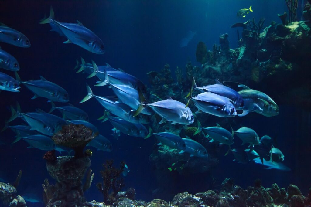 animal, aquarium, aquatic, coral, deep, fish, marine, ocean, reef, scuba, nature, sea, under, underwater, water
