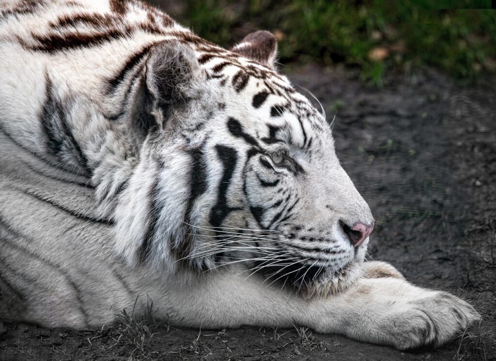 animal, white tiger, tiger, mammal, species, fauna, wildlife, white, paws, nature, feline, whiskers
