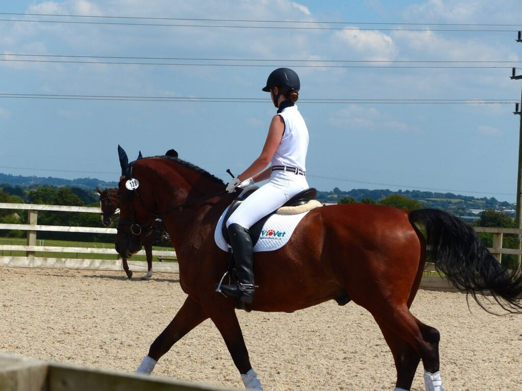 horse, horserider, equine, horseriding, competition, dressage, rider, horseriding, horseriding, horseriding, horseriding, horseriding