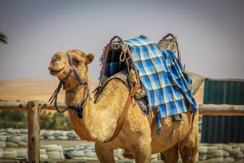 camel, smiling, happy camel, nature, desert, namibia